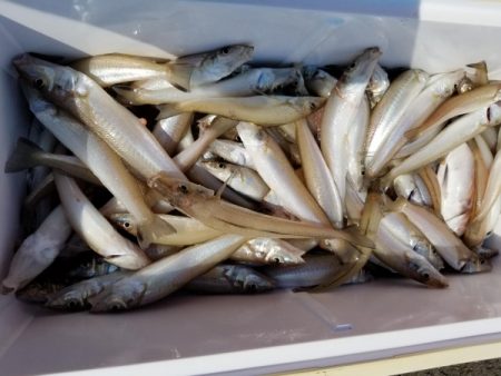 オーフリー 釣果