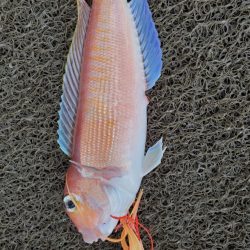 ブルーピア 釣果