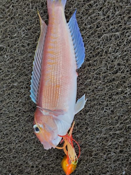 ブルーピア 釣果