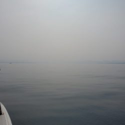 ブルーピア 釣果