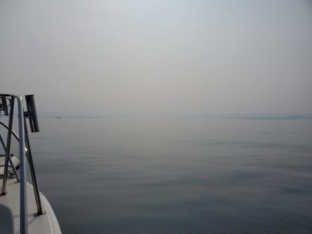 ブルーピア 釣果