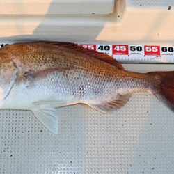 松本釣船２ 釣果