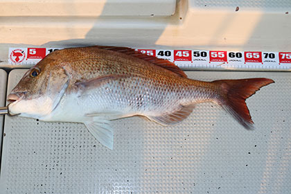 松本釣船２ 釣果