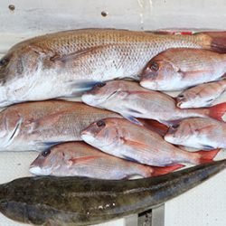 松本釣船２ 釣果