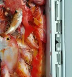 長栄丸(静岡) 釣果