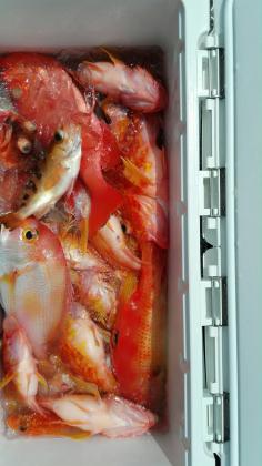 長栄丸(静岡) 釣果