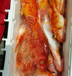 長栄丸(静岡) 釣果