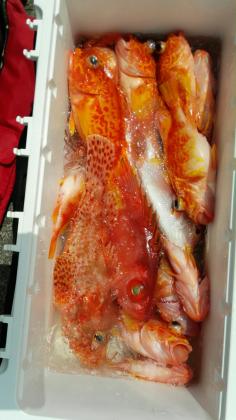 長栄丸(静岡) 釣果