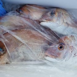 オーフリー 釣果