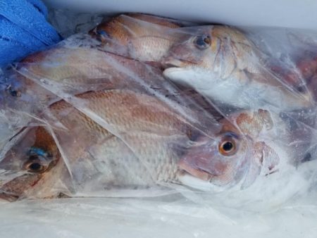 オーフリー 釣果