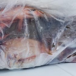 オーフリー 釣果