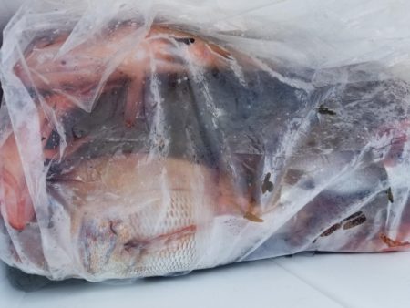 オーフリー 釣果