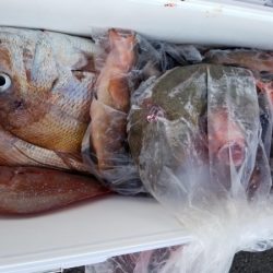 オーフリー 釣果