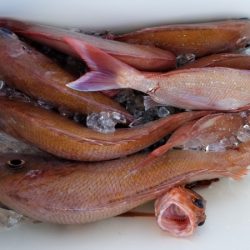 オーフリー 釣果