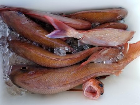 オーフリー 釣果