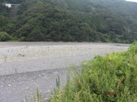 大井川（大井川(非)漁業協同組合） 釣果