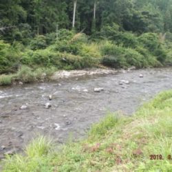 大井川(大井川(非)漁業協同組合) 釣果