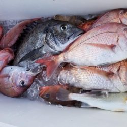 オーフリー 釣果