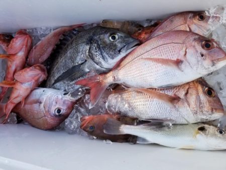 オーフリー 釣果