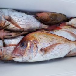 オーフリー 釣果