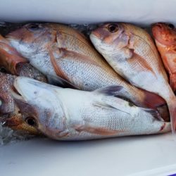 オーフリー 釣果