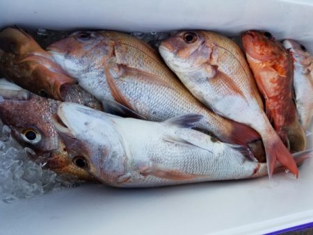 オーフリー 釣果