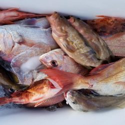 オーフリー 釣果