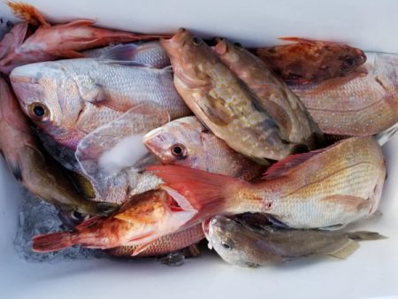 オーフリー 釣果