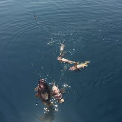 第八平成丸 釣果