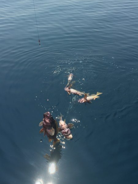 第八平成丸 釣果