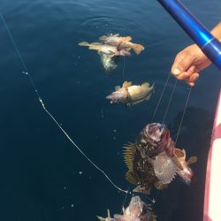 第八平成丸 釣果