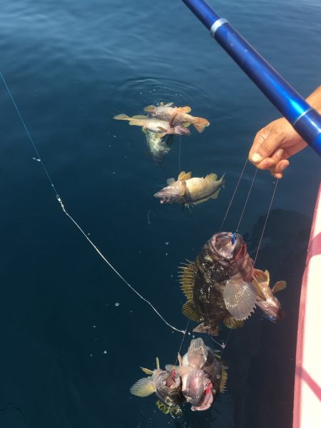 第八平成丸 釣果