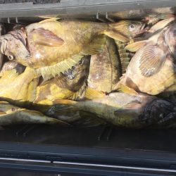 第八平成丸 釣果