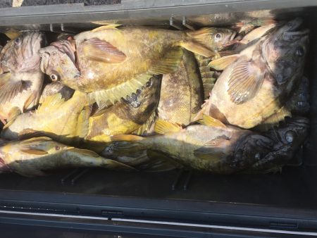 第八平成丸 釣果