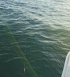 海龍丸（福岡） 釣果