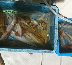 海龍丸（福岡） 釣果