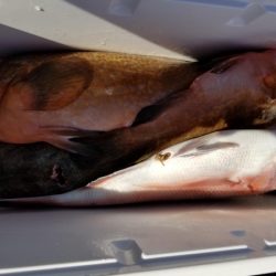 オーフリー 釣果