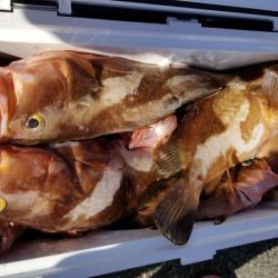 オーフリー 釣果