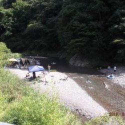 大井川(大井川(非)漁業協同組合) 釣果