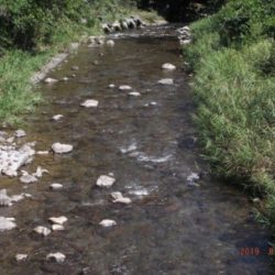 大井川(大井川(非)漁業協同組合) 釣果