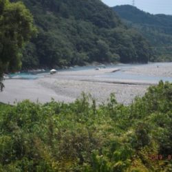 大井川(大井川(非)漁業協同組合) 釣果