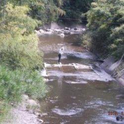 大井川(大井川(非)漁業協同組合) 釣果