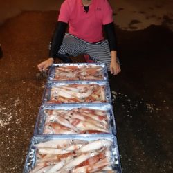 飛燕さくら丸 釣果