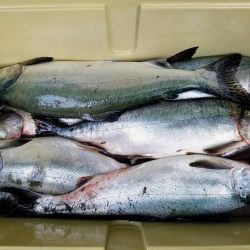 第八平成丸 釣果