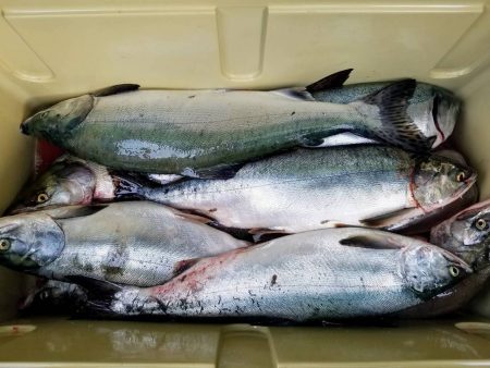 第八平成丸 釣果