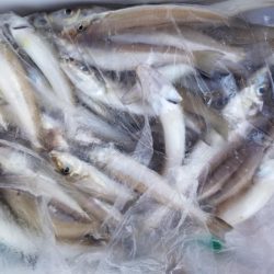 オーフリー 釣果