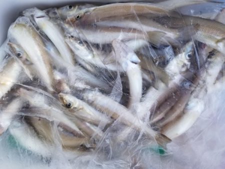 オーフリー 釣果