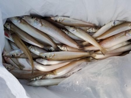 オーフリー 釣果