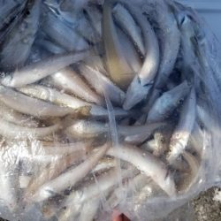 オーフリー 釣果