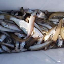 オーフリー 釣果